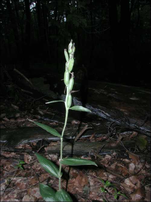 Orchidee im Wald - leider schon verblht